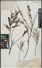 Foto von Salix viminalis L.